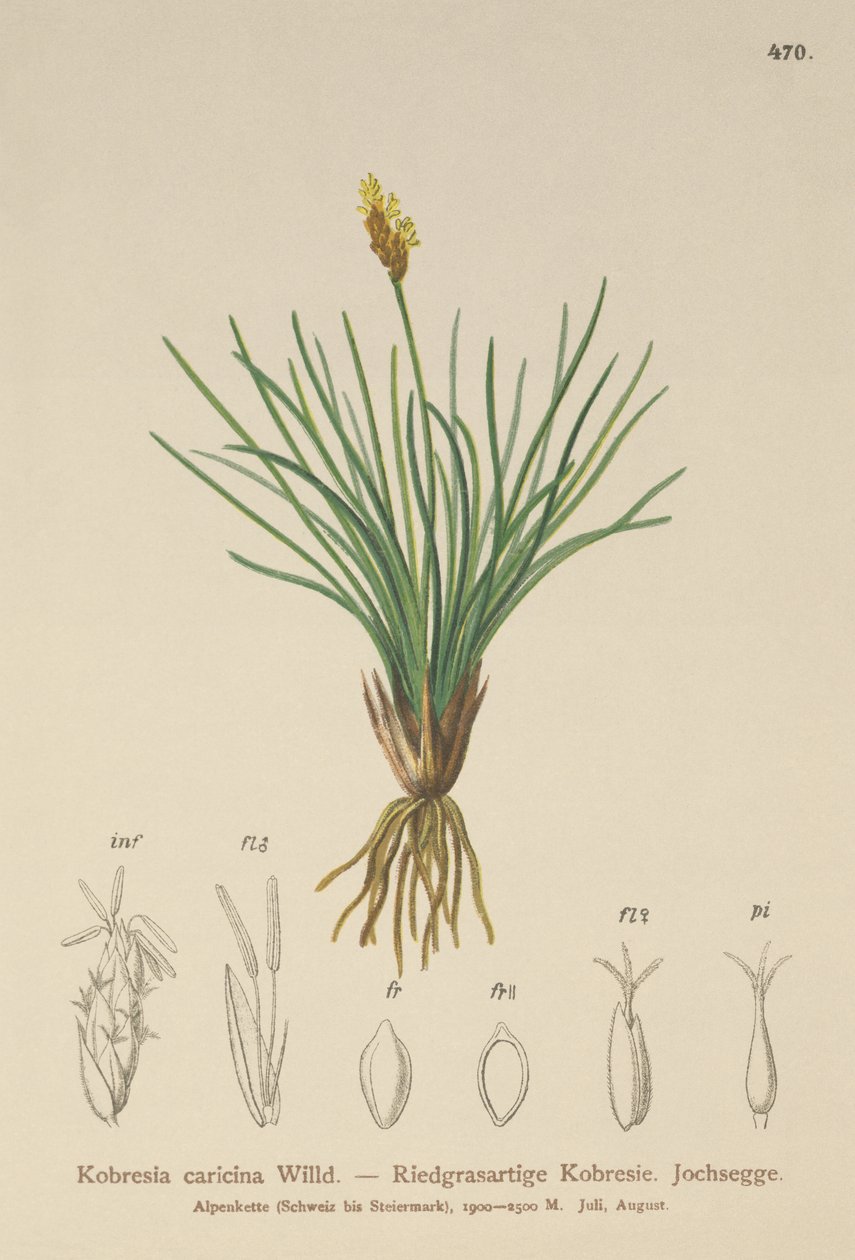 Hamis sás (Kobresia simpliciuscula, Kobresia caricina) alkotó: German School