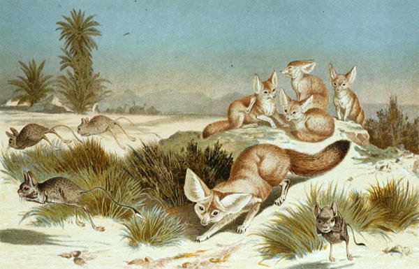 Fennec Fox, lemez a "Brehms Tierleben: Allgemeine Kunde des Tierreichs"-ből, 2. kötet, 202. o., kiadó: Bibliographisches Institut alkotó: German School