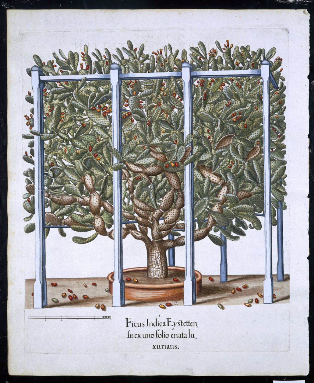 Ficus Indica Eystten a Hortus Eystettensistől, Basil Besler (1561-1629) pub. 1613 (kézzel színezett metszet) alkotó: German School