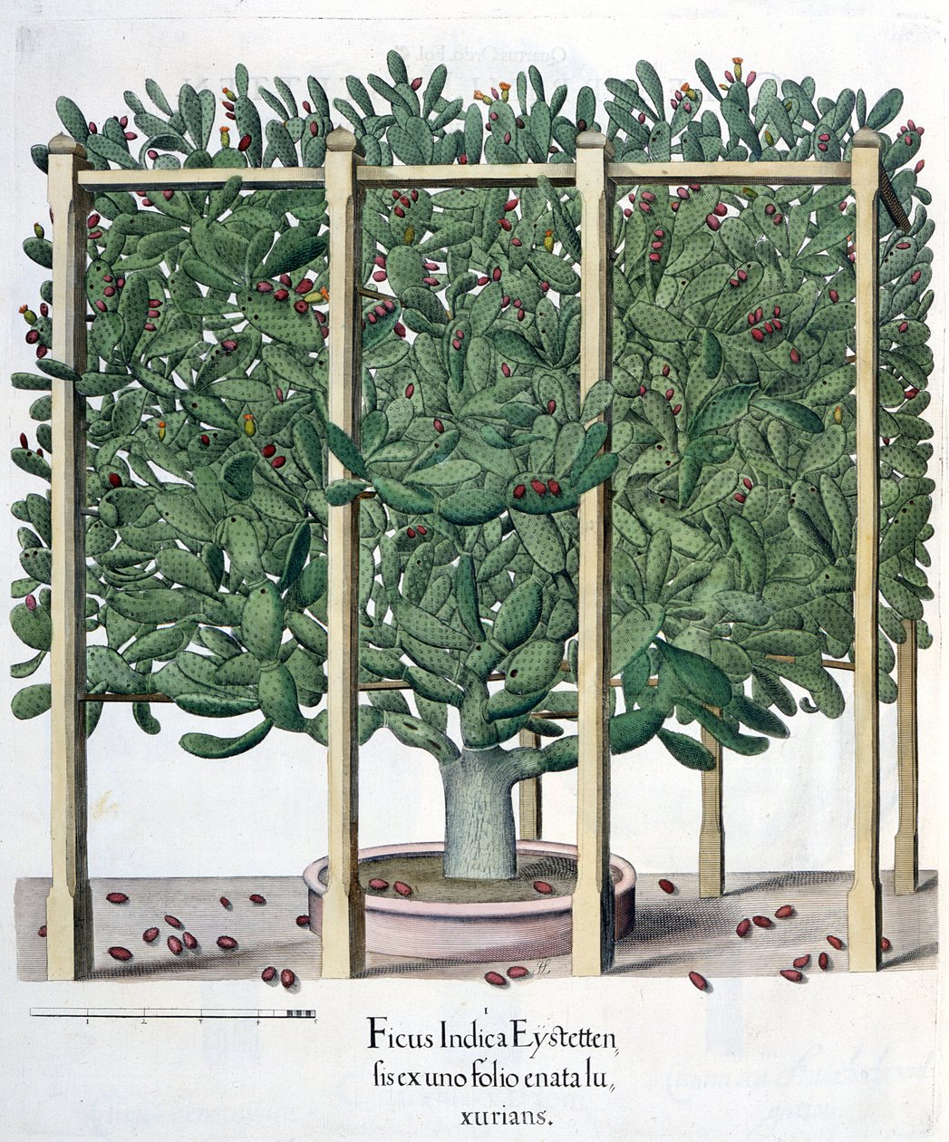 Ficus indica eystettensis, a Hortus Eystettensisből, Basil Besler (1561-1629), pub. 1613 alkotó: German School