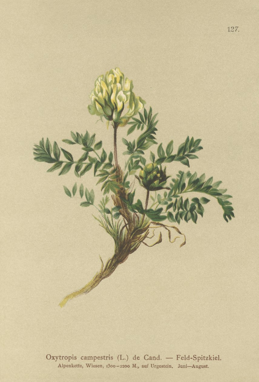 Field Locoweed (Oxytropis campestris) alkotó: German School