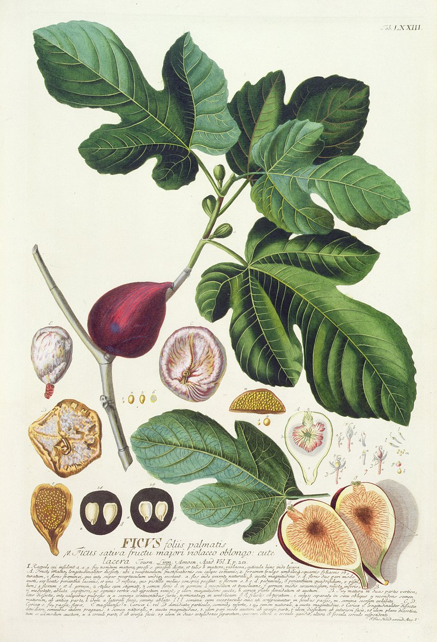 ábra, metszett Johann Jakob Haid (1704-67) 73. tábla botanikai könyvből, kocsma. írta Augustus Vind alkotó: German School