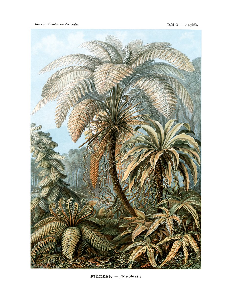 Filicinae, 1899-1904 alkotó: German School