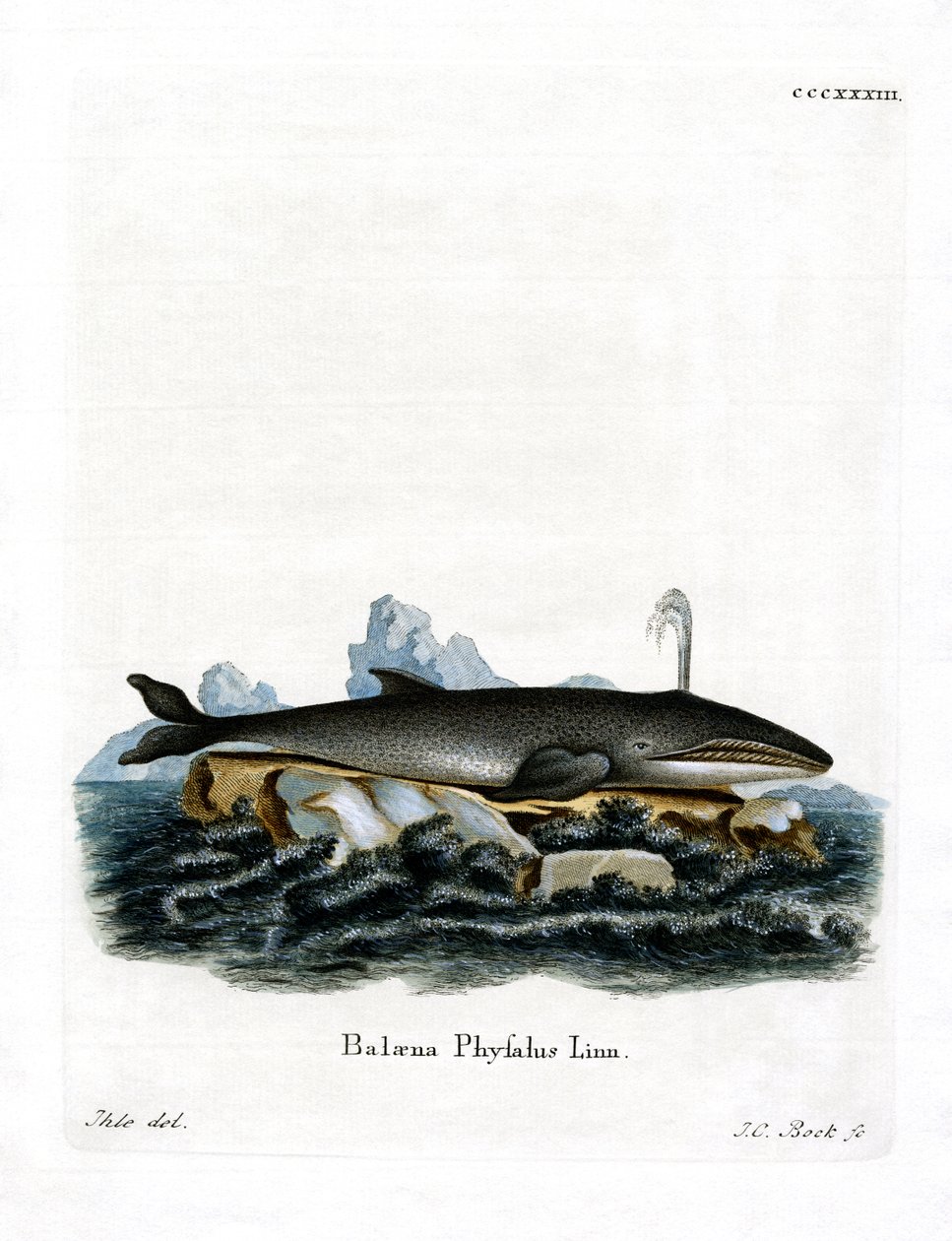 Fin Whale (színes metszet) alkotó: German School