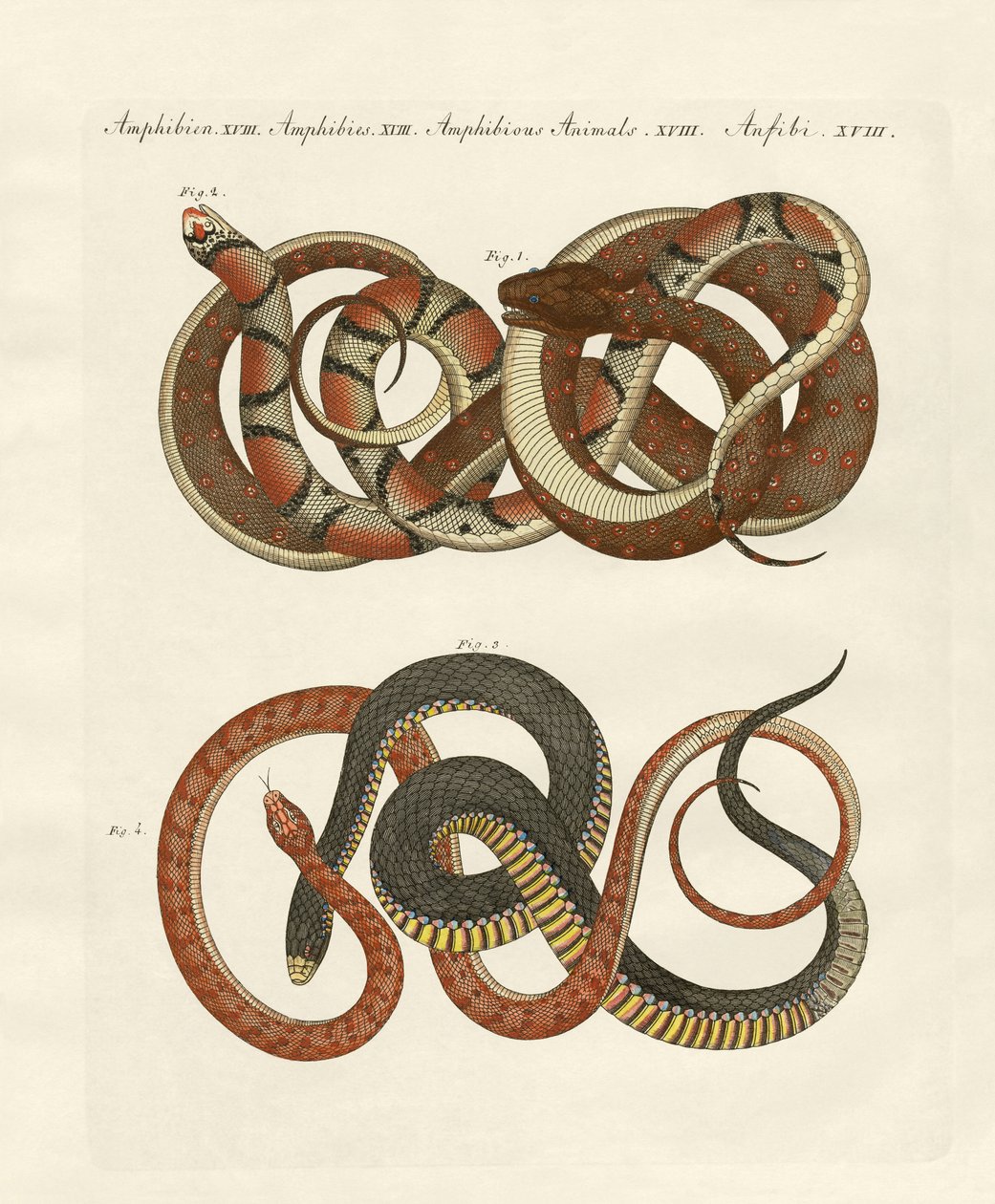 Finom vonalú colubrid (színes gravírozás) alkotó: German School