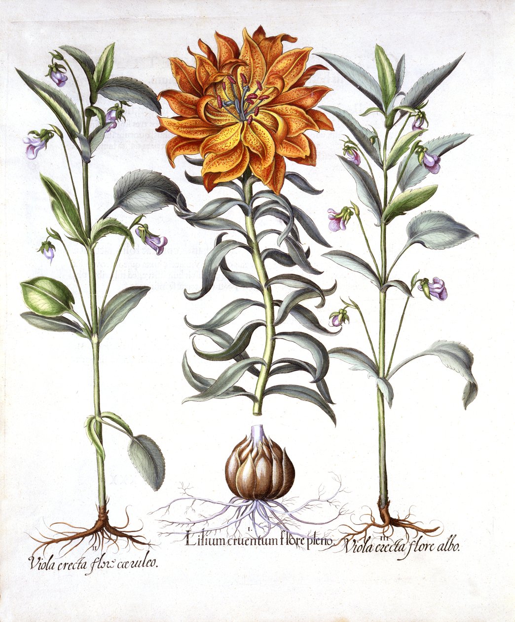 Tűzliliom és brácsa, Hortus Eystettensisből, Basil Besler (1561-1629), pub. 1613 (kézzel színezett metszet) alkotó: German School