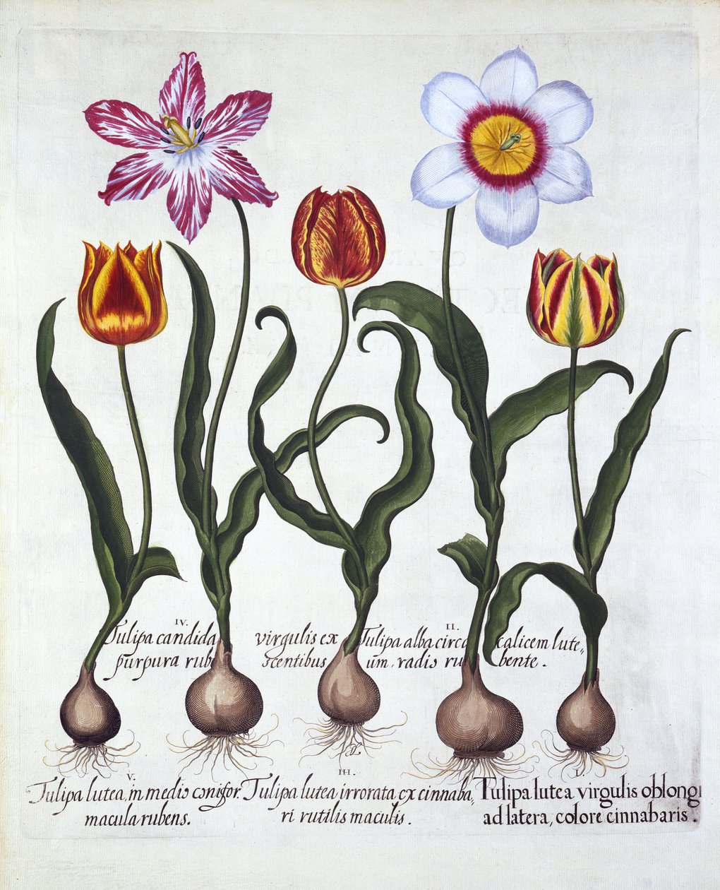 Öt tulipán, Hortus Eystettensisből, Basil Besler (1561-1629), pub. 1613 (kézzel színezett metszet) alkotó: German School