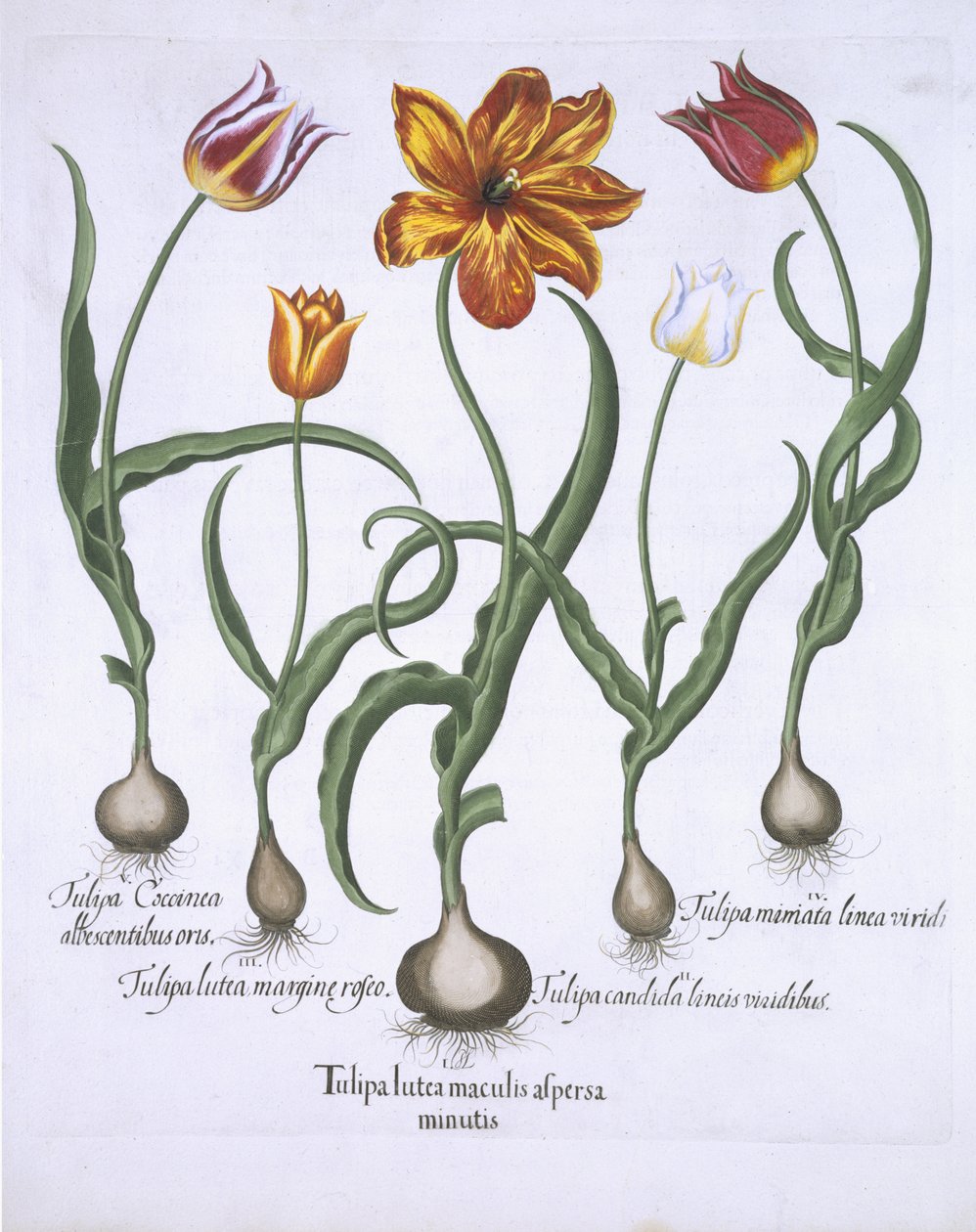Öt tulipán, Hortus Eystettensis, Basil Besler (1561-1629) pub. 1613 (kézzel színezett metszet) alkotó: German School