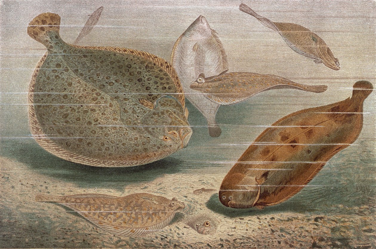 Lapos hal, tányér Brehms Animal Life: General Knowledge of the Animal Kingdom, 8. köt., 224. o., Bibliográfiai Intézet kiadása, 1892 alkotó: German School