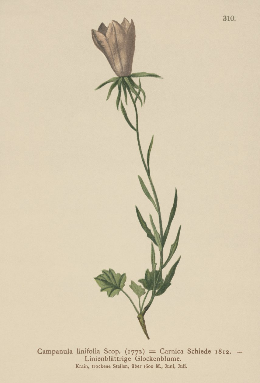 Lenlevelű harangvirág (Campanula linifolia, Campanula Carnica) alkotó: German School