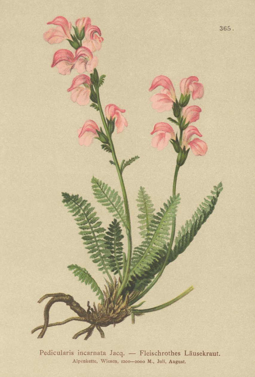 Hús rózsaszín tetű (Pedicularis incarnata) alkotó: German School