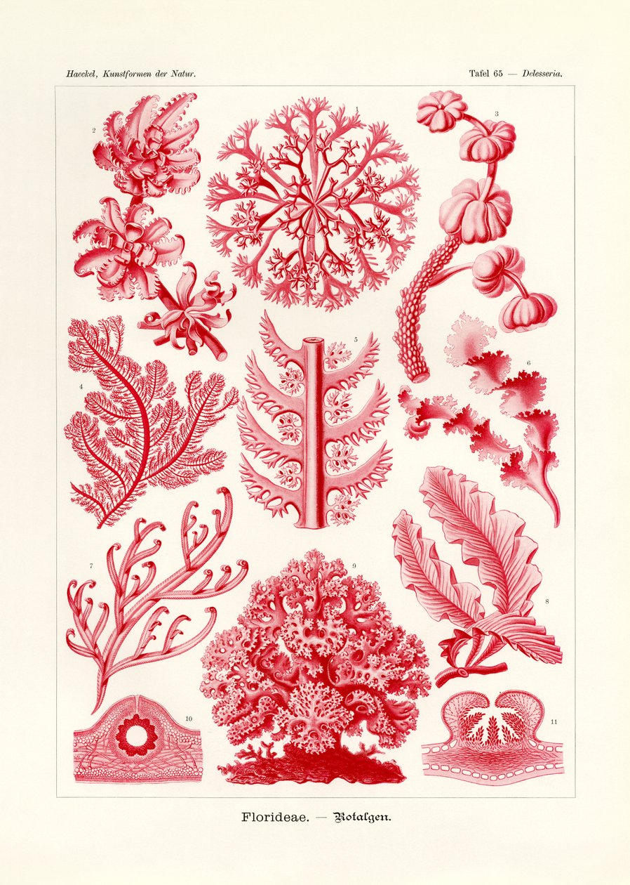 Florideae vagy Rhodophyceae, 1899-1904 alkotó: German School