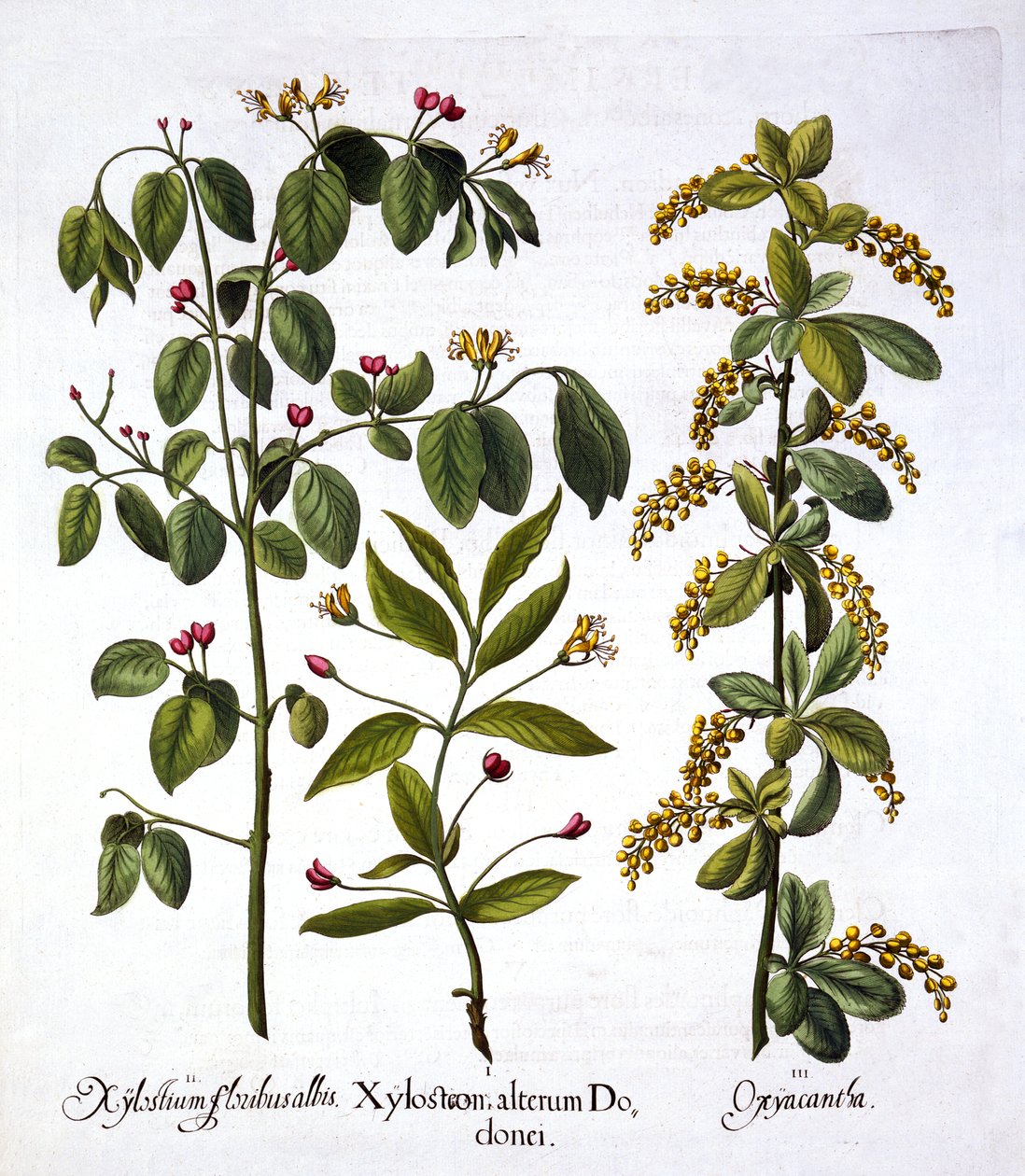Lánc és galagonya, a Hortus Eystettensisből, Basil Besler (1561-1629), pub. 1613 (kézzel színezett metszet) alkotó: German School