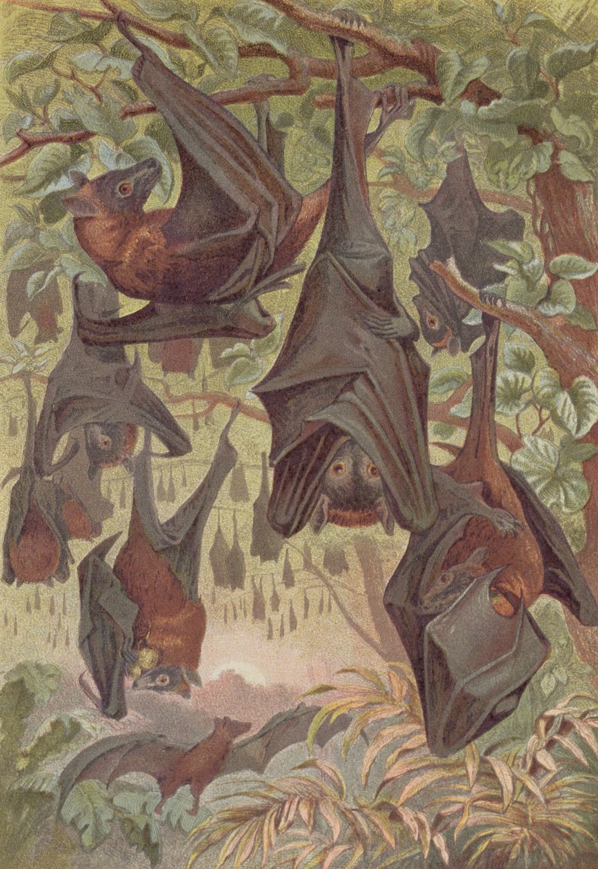 Flying Fox, lemez Brehm