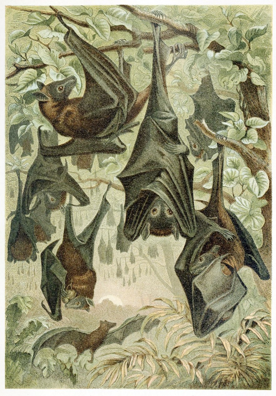 Flying Foxes, Brehms Tierleben, pub. 1860-as évek alkotó: German School