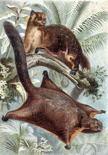 Repülő mókus, lemez a "Brehms Tierleben: Allgemeine Kunde des Tierreichs", 2. kötet, 421. o., kiadta a Bibliographisches Institut. alkotó: German School