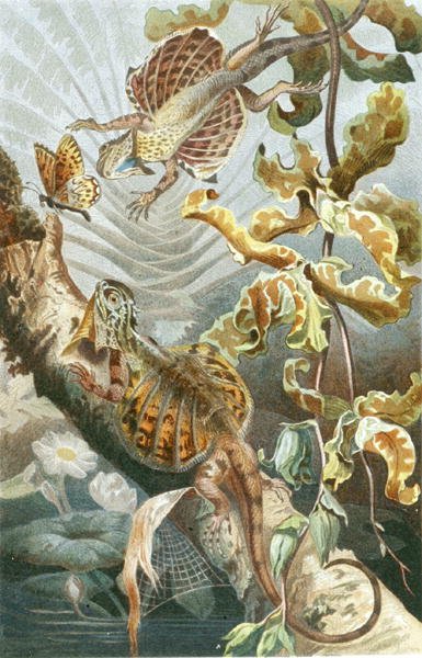 Repülő gyík, lemez a "Brehms Tierleben: Allgemeine Kunde des Tierreichs"-ből, 7. kötet, 51. o., kiadó: Bibliographisches Institut alkotó: German School