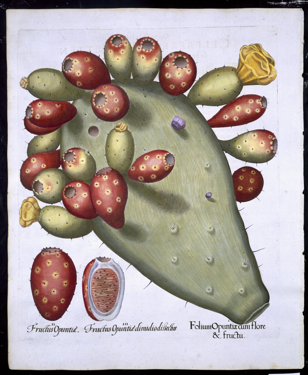 Folium Opuntia a Hortus Eystettensistől, Basil Besler (1561-1629) pub. 1613 (kézzel színezett metszet) alkotó: German School