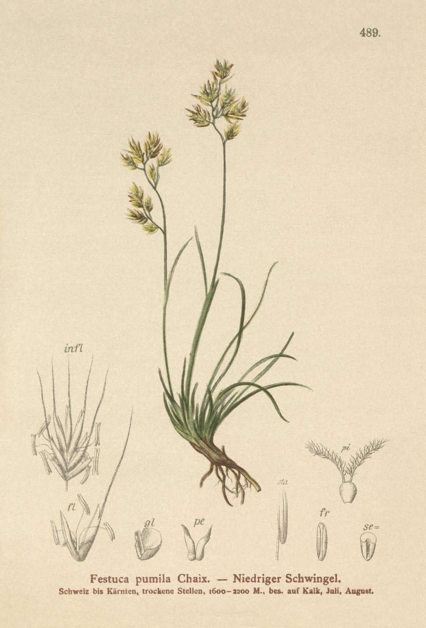 Négylevelű csenkesz (Festuca pumila, Festuca quadriflora) alkotó: German School