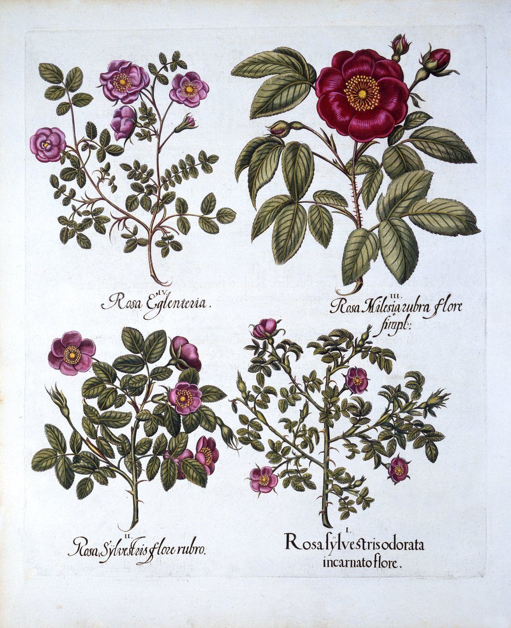 Négy fajta kutyarózsa, a Hortus Eystettensistől, Basil Besler (1561-1629), pub. 1613 (kézzel színezett metszet) alkotó: German School