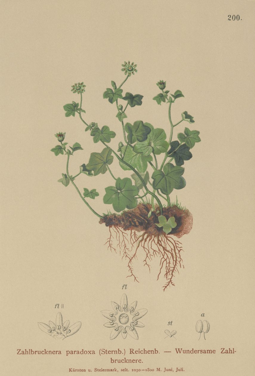 Törékeny szaxifrage (Zahlbrucknera paradoxa, Saxifraga paradoxa) alkotó: German School