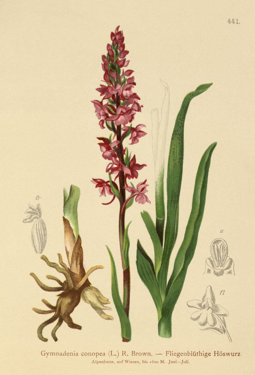 Illatos orchidea (Gymnadenia conopea) alkotó: German School