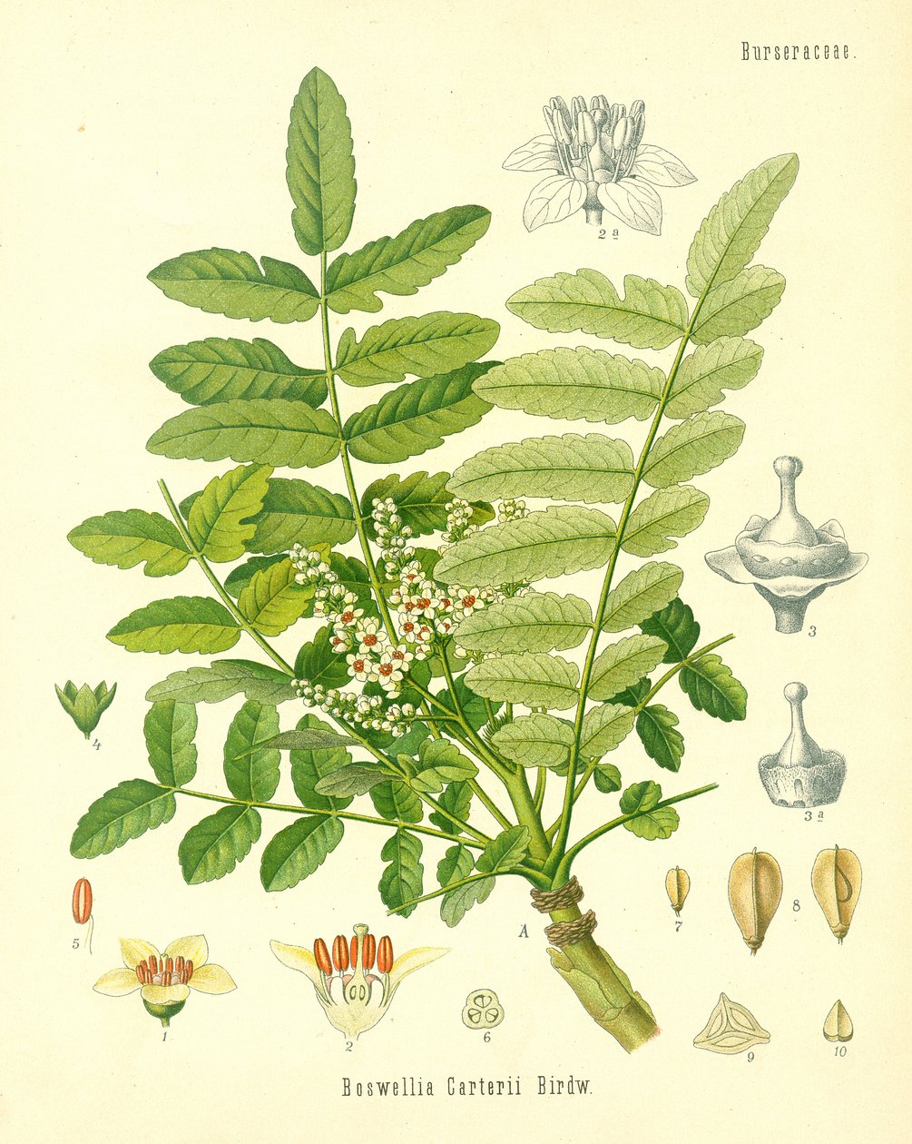 Tömjén, a Koehlers Medicinal Plants illusztrációja, 1887-ben megjelent alkotó: German School