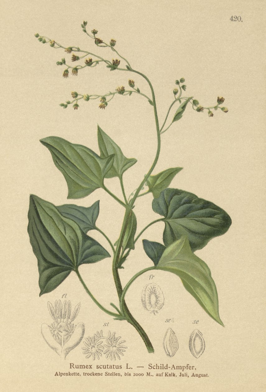 francia sóska (Rumex scutatus) alkotó: German School