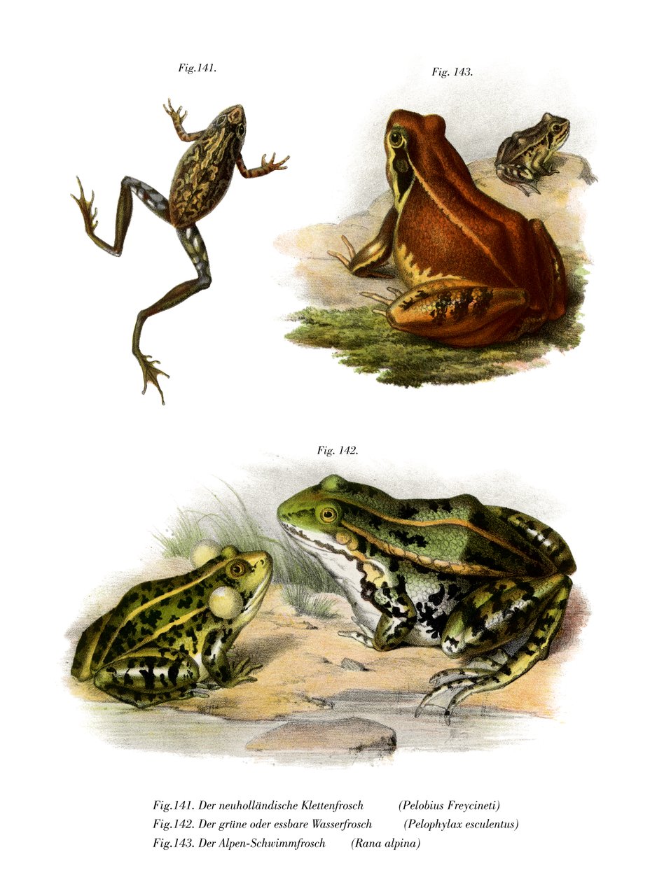 Freycinet Treefrog-ja alkotó: German School