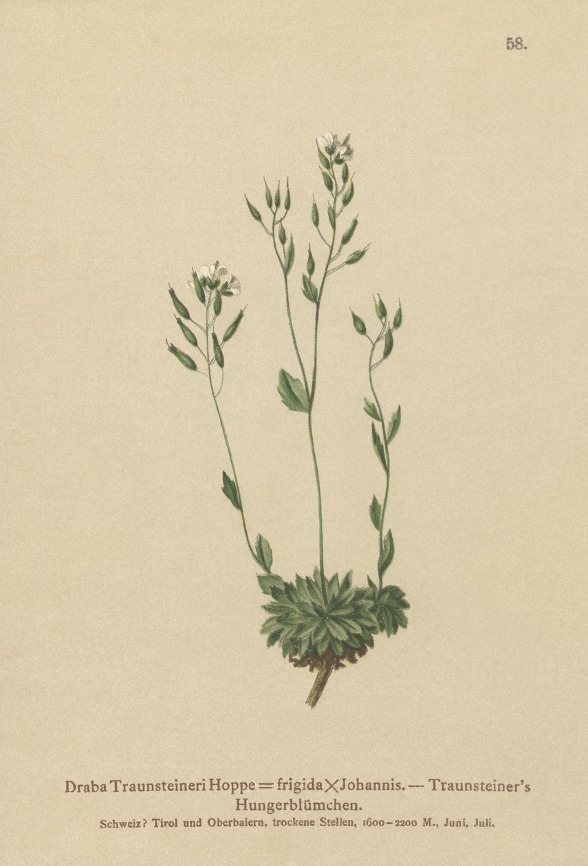 Frigid Whitlow-fű (Draba Traunsteineri, Draba frigida) alkotó: German School