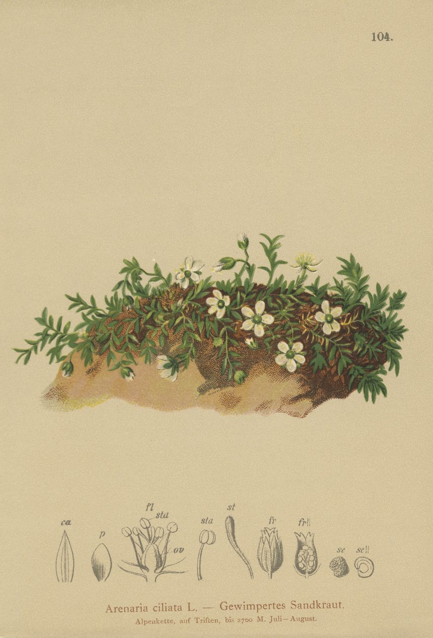 Rojtos homokfű (Arenaria ciliata) alkotó: German School