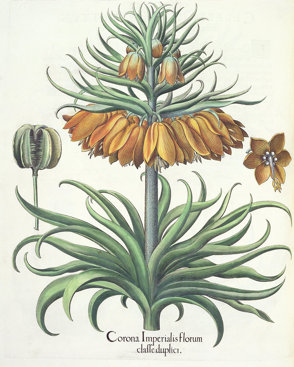 Fritillary: Császári virágok koronája, Basil Besler (1561-1629), pub. 1613 alkotó: German School