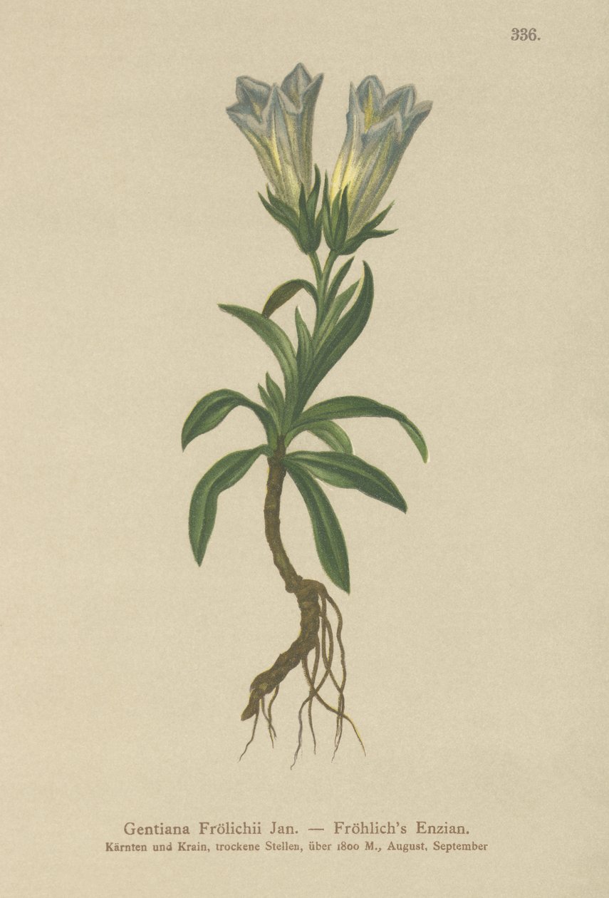 Froelichs Gentian (Gentiana Froelichii) alkotó: German School