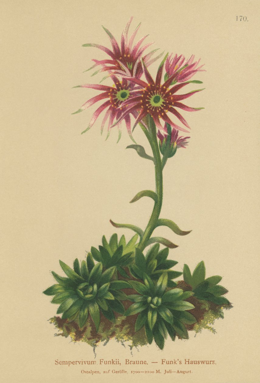 Funks Tyúk és csibék (Sempervivum Funkii) alkotó: German School