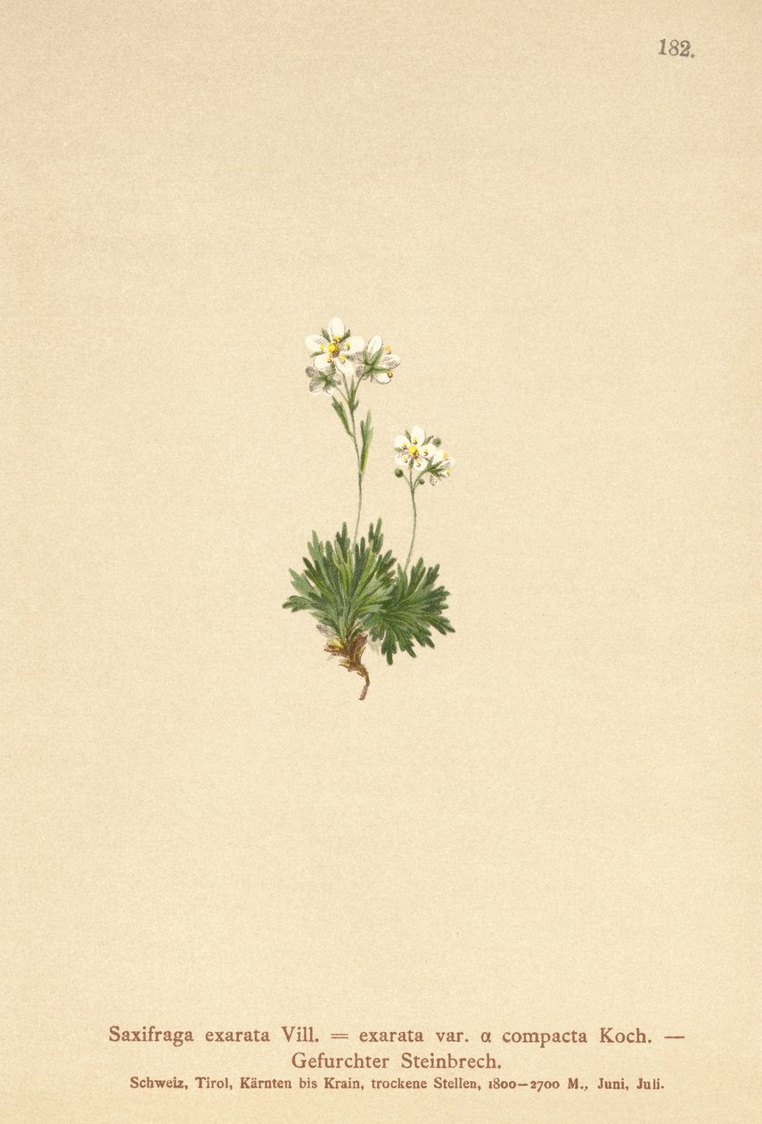 Barázdás szász (Saxifraga exarata, Saxifraga exarata var. compacta, Saxifraga exarata ssp. moschata) alkotó: German School