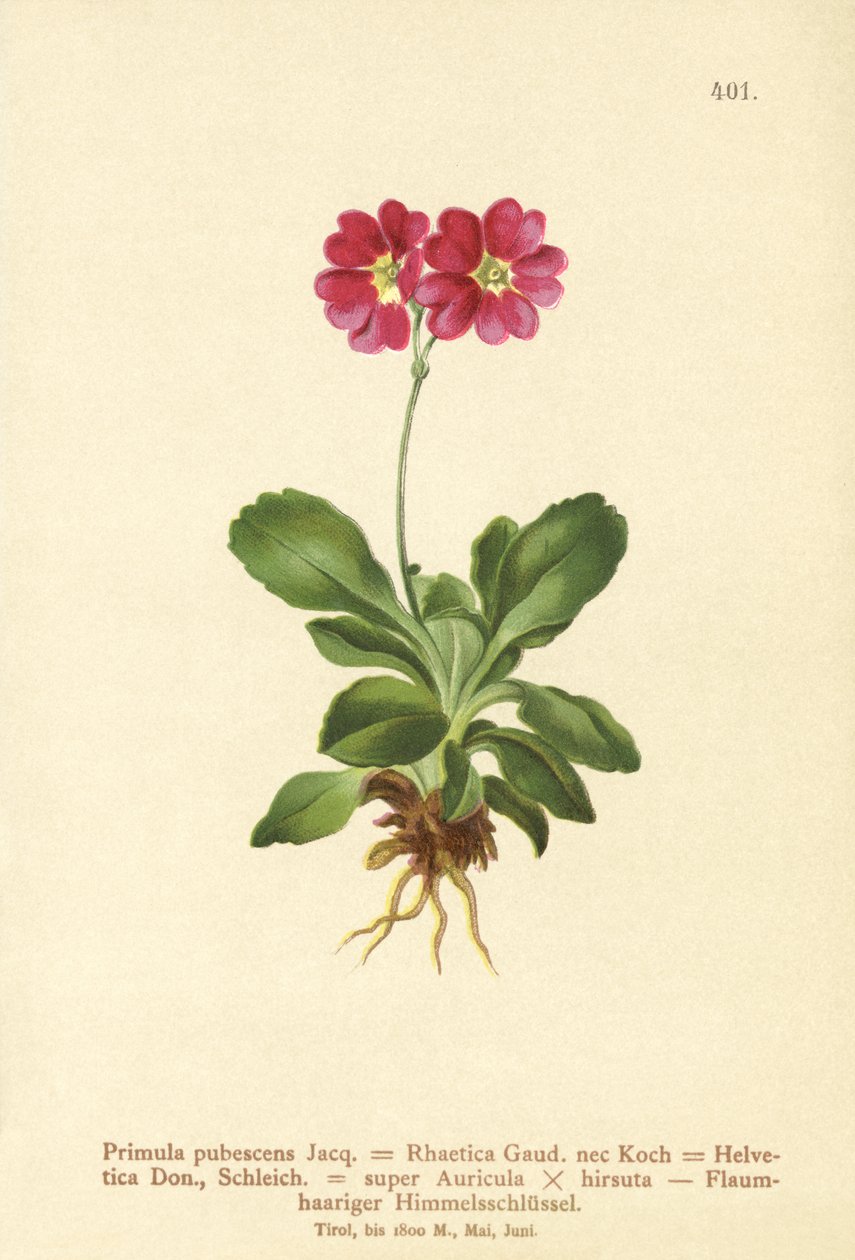 Garden Auricula (Primula pubescens, Primula Rhaetica, Primula Helvetica) alkotó: German School