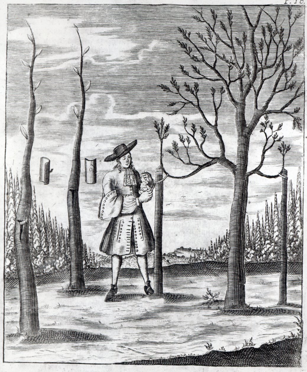 Kertészeti és növényi betegségek, illusztráció Heinrich Hesse „Neue Garten-lust” című művéből, 1696 alkotó: German School