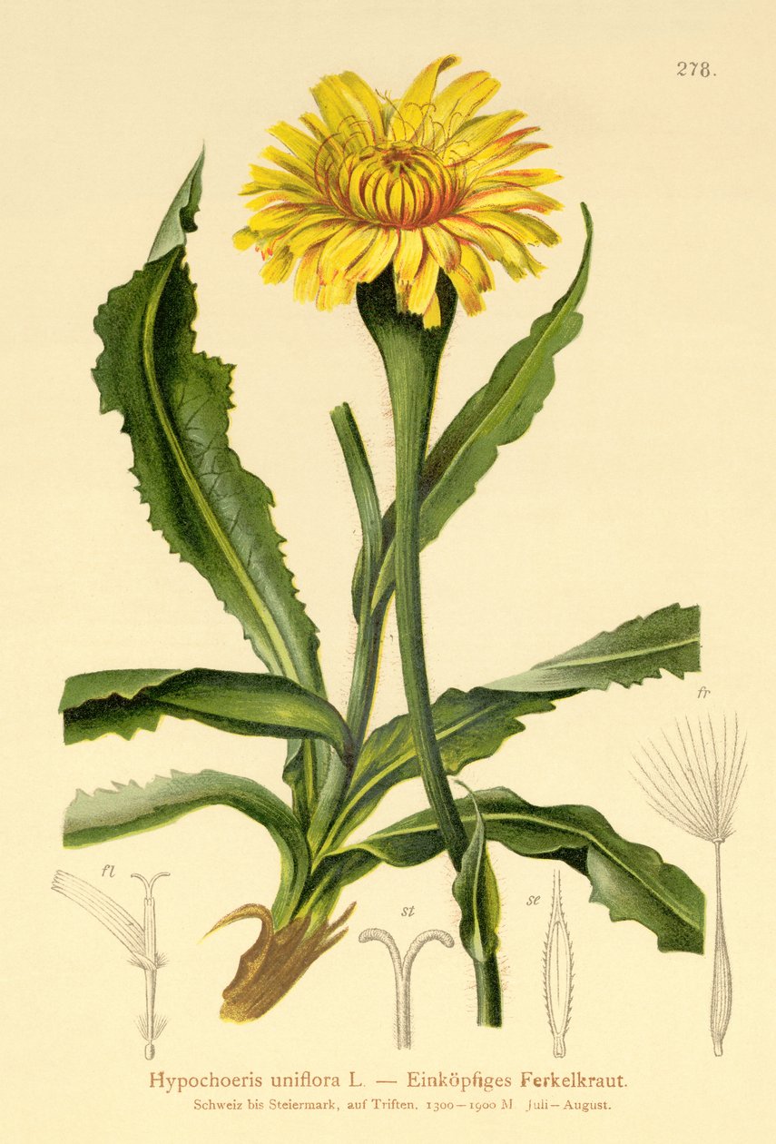 Óriás macskafül (Hypochoeris uniflora) alkotó: German School