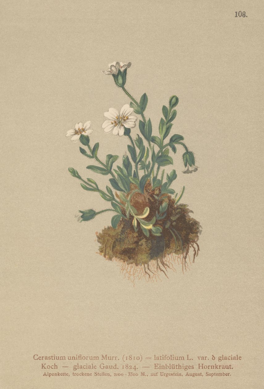 Gleccser egérfül (Cerastium uniflorum, Cerastium latifolium var. glaciale, Cerastium glaciale) alkotó: German School