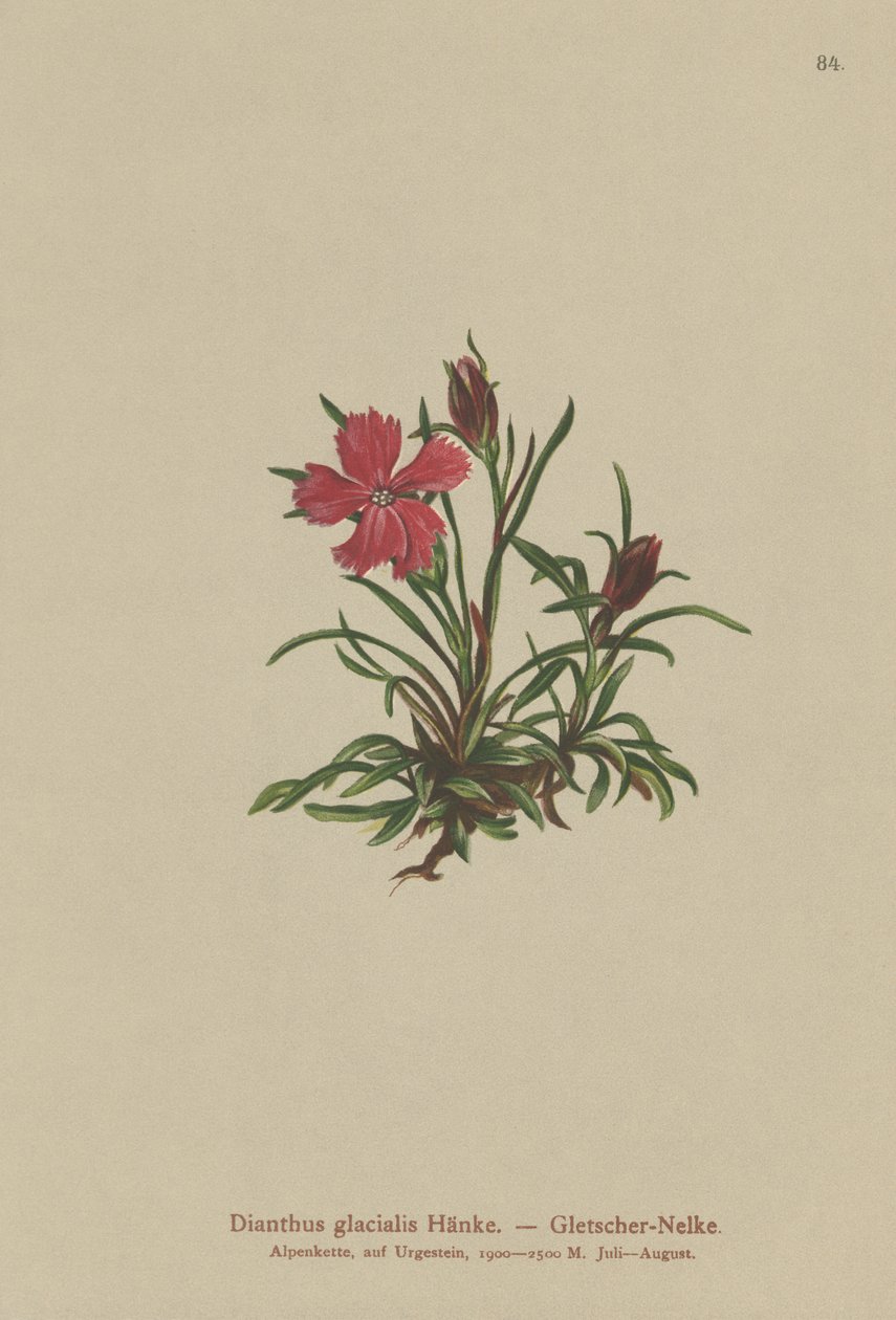 Gleccser rózsaszín (Dianthus glacialis) alkotó: German School