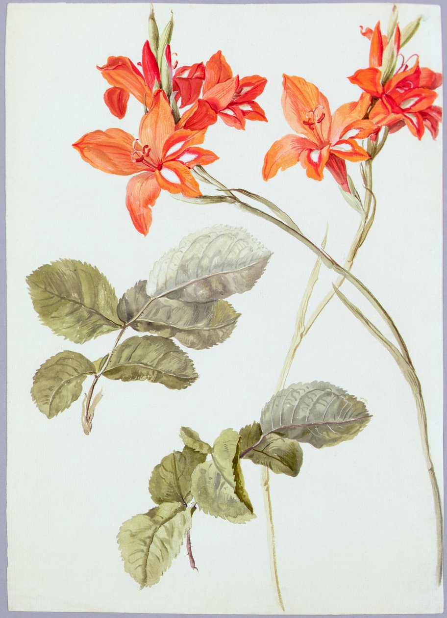 Gladiolus és rózsalevelek, 1790 körül (akvarell, papír) alkotó: German School