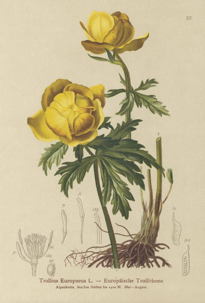 Földgömbvirág (Trollius Europaeus) alkotó: German School