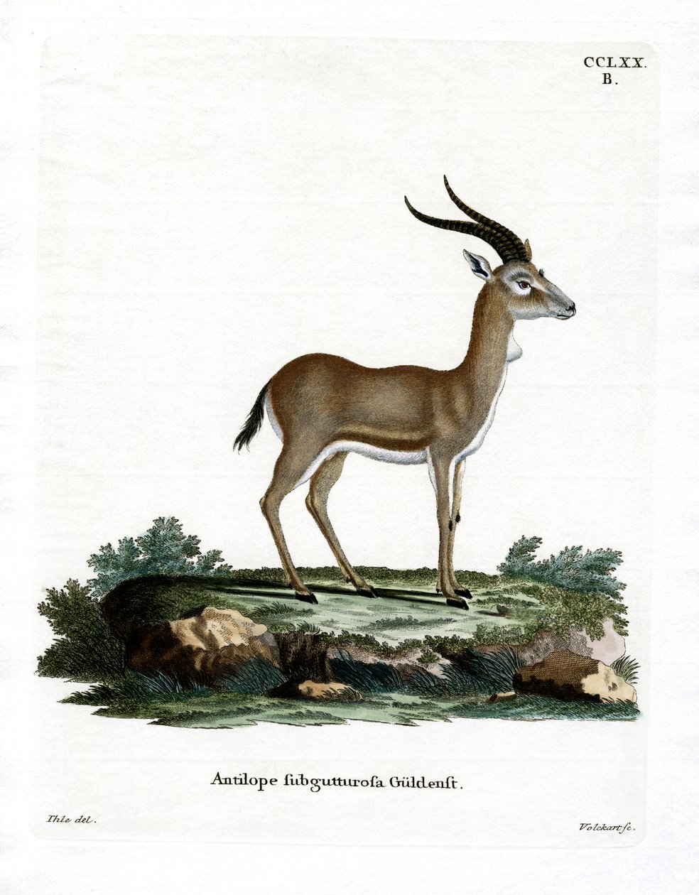 Goitered Gazella (színes metszet) alkotó: German School