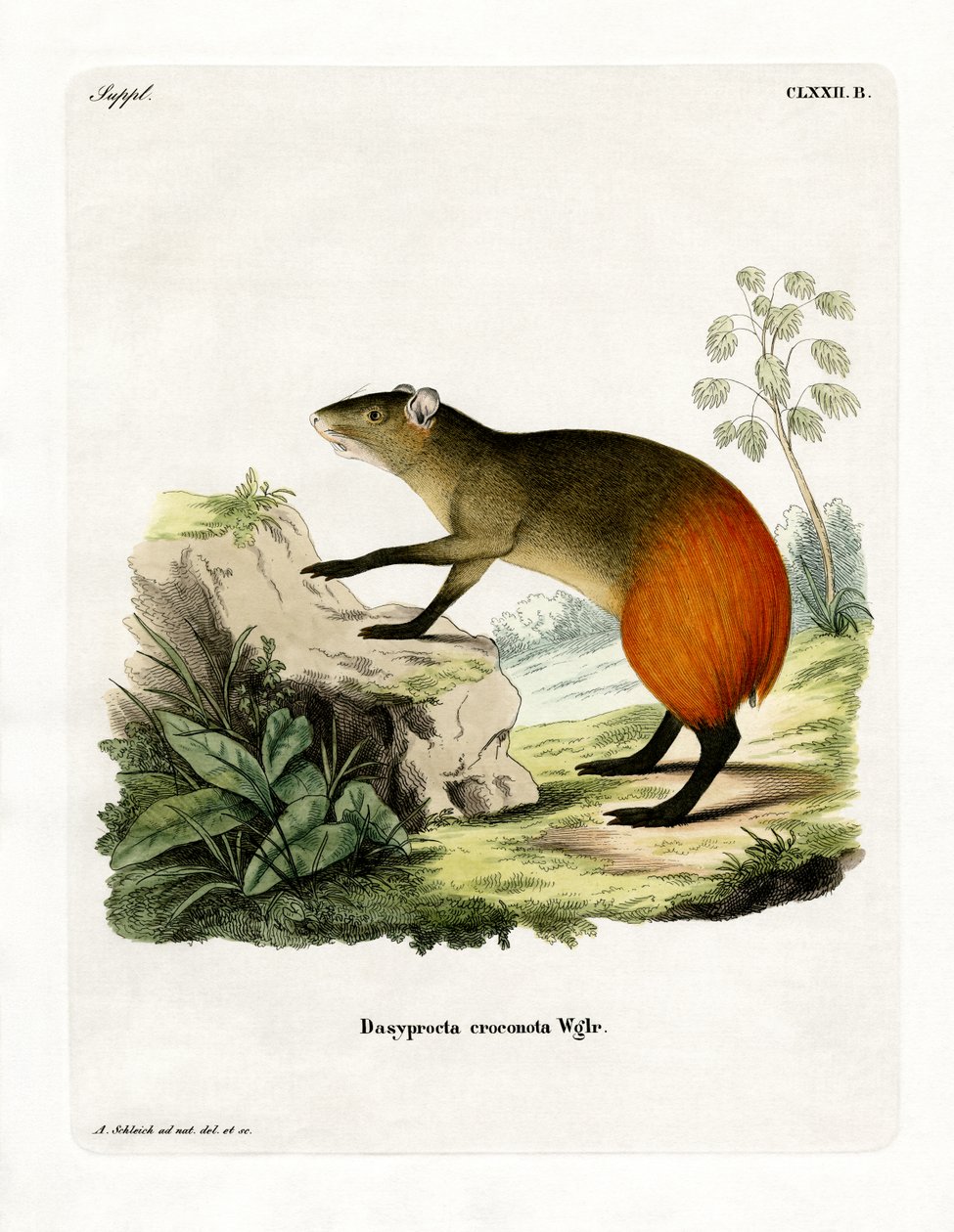 Aranybordás Agouti (színes metszet) alkotó: German School