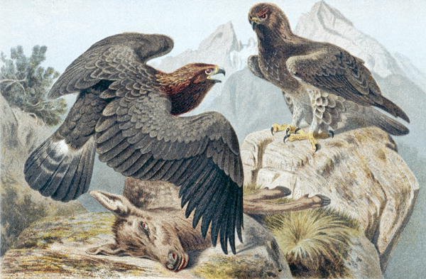 Golden Eagle, lemez a "Brehms Tierleben: Allgemeine Kunde des Tierreichs" 6. kötetből, 266. o., kiadó: Bibliographisches Institut alkotó: German School