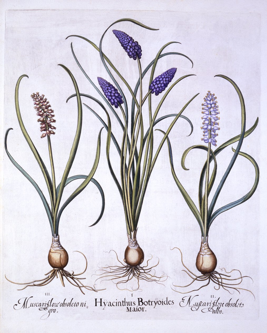 Szőlőjácintok, a Hortus Eystettensisből, Basil Besler (1561-1629), pub. 1613 (kézzel színezett metszet) alkotó: German School