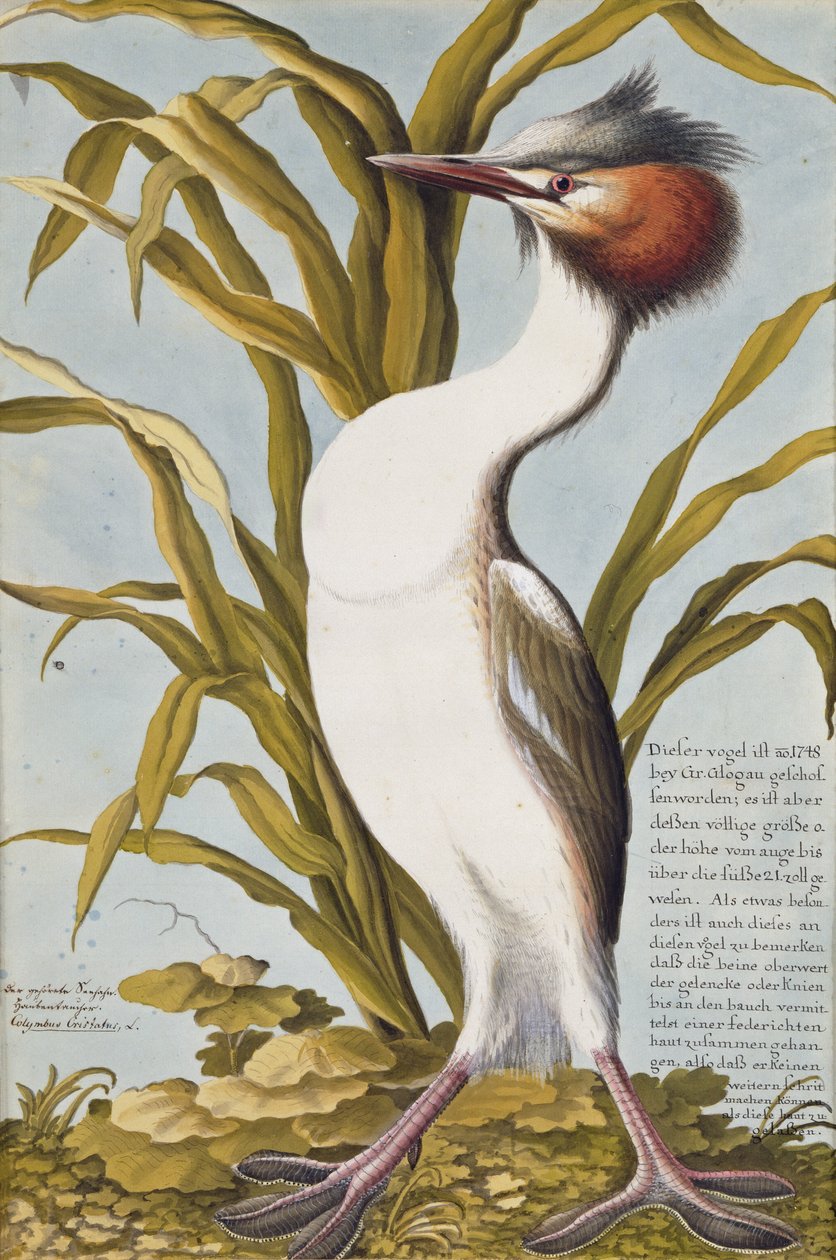 Tarajos vöcsök (Podiceps cristatus) 1748 körül (wc papíron) alkotó: German School