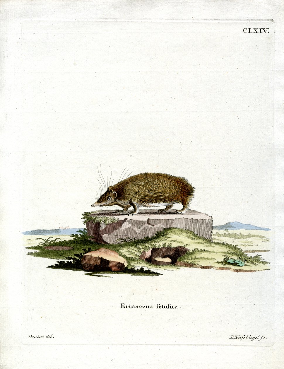 Nagy sündisznó Tenrec (színes metszet) alkotó: German School