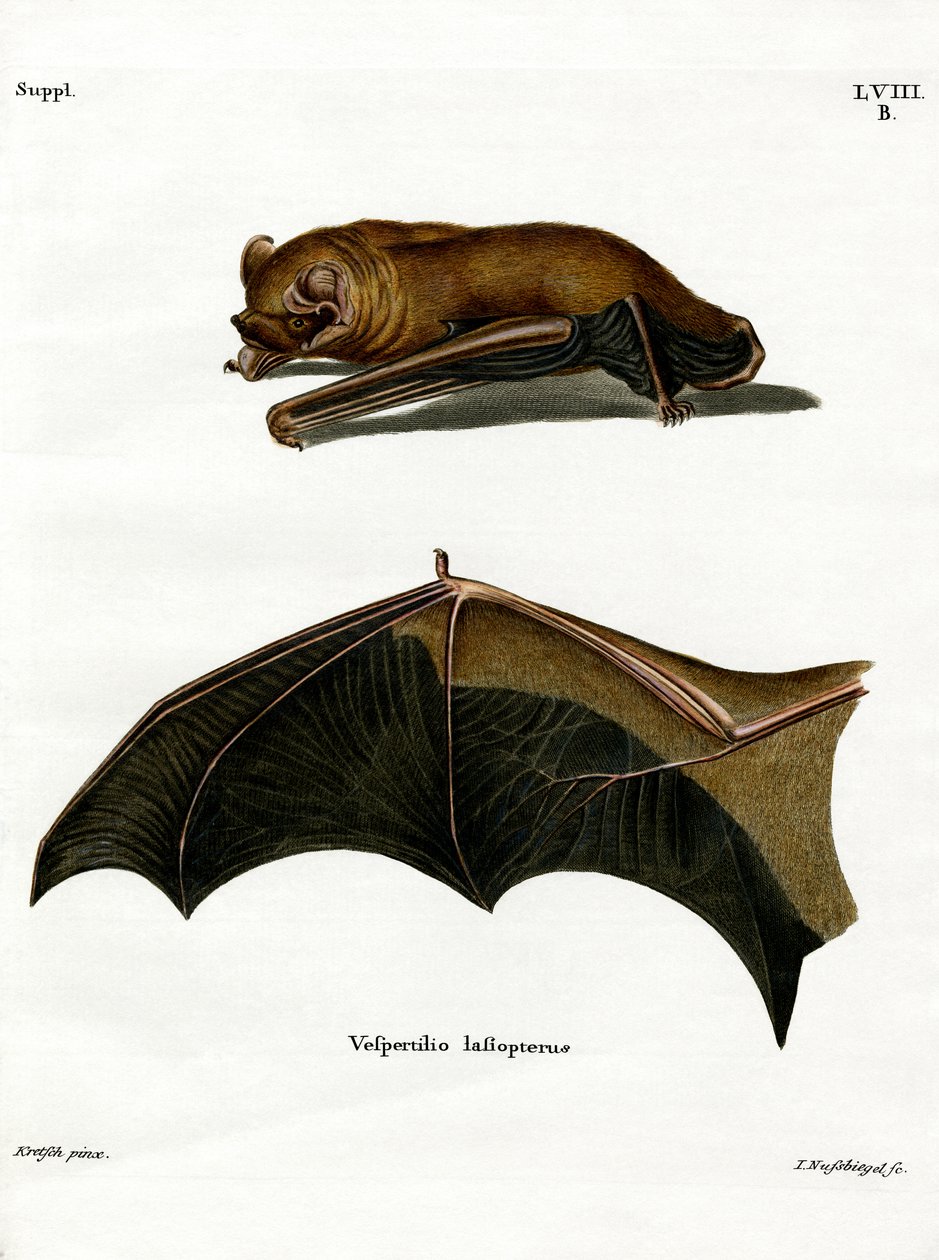 Greater Noctule Bat (színes metszet) alkotó: German School