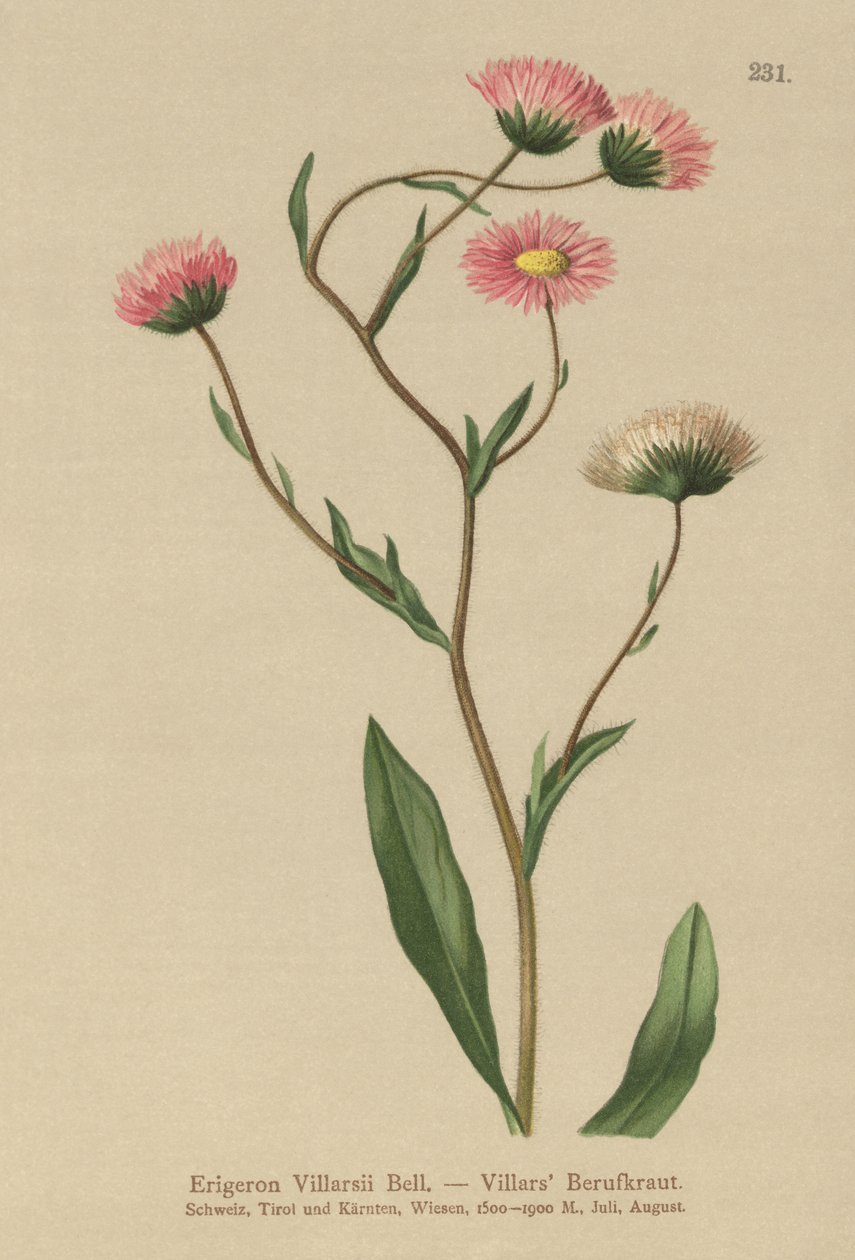 Görög Fleabane (Erigeron Villarsii, Erigeron atticus) alkotó: German School